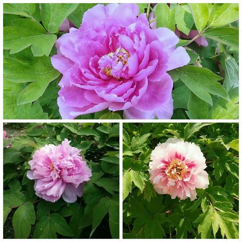 美友74381534的文章