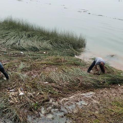 清理河道 改善水环境——螺洲镇民间河长在行动