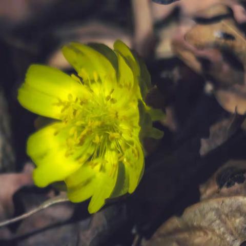 报春使者——冰凌花