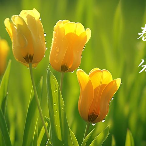 春分 昼夜平分，春意正浓