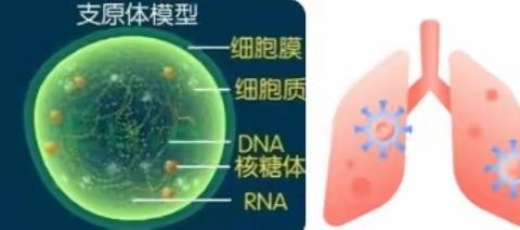 肺炎支原体如何预防？