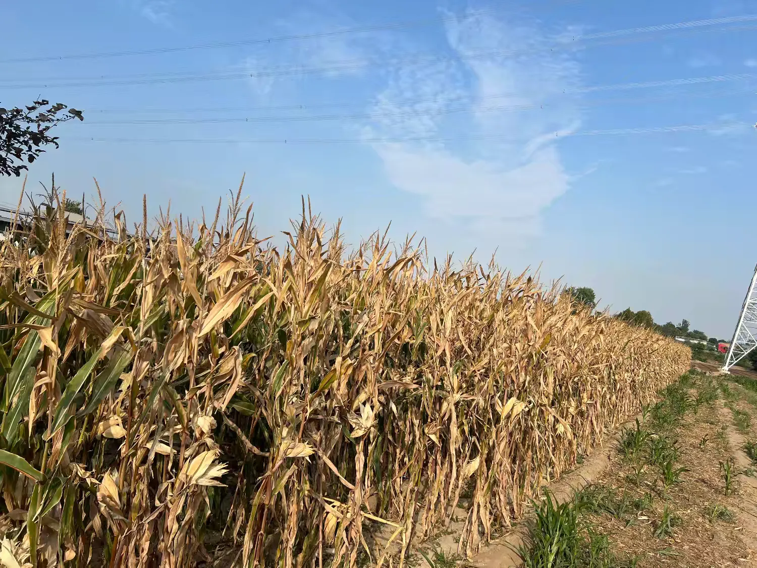 簡篇-耿鎮街道打好“秋收仗” 筑牢“防火墻”