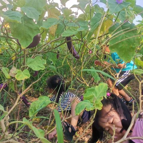 万宁市北大镇中心幼儿园——小课题研究课:《认识蔬菜紫衣茄子》