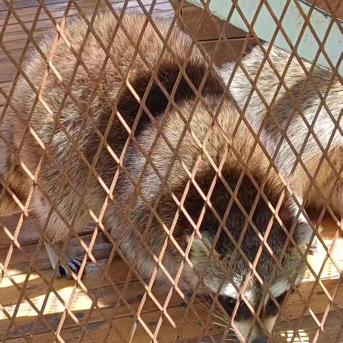 我的假期生活﻿