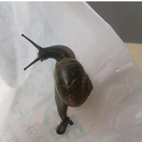 蜗牛🐌日志（副本）