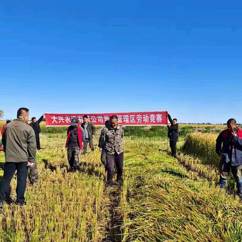 第九管理区开展秋收劳动竞赛护航秋收  助丰收