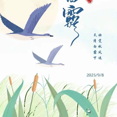 白露  秋分  秋意浓——白云二十八幼二十四节气活动