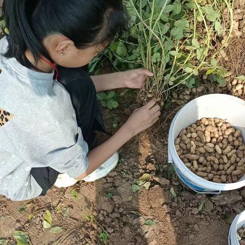 【居家劳动实践】秋收遇国庆 劳动托起最美的秋天   留各庄中心小学