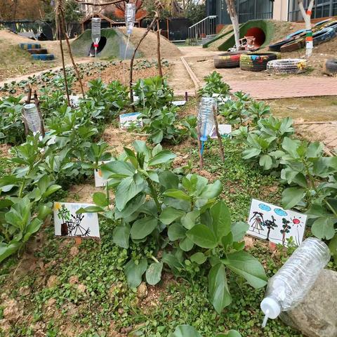 自动浇水器 ——尹山湖实验幼儿园独墅湾分园中（1）班课程故事