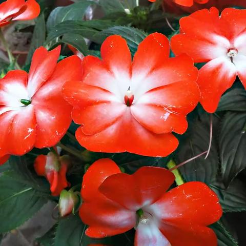 黄紫琪凤仙花观察记录