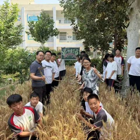 麦浪翻涌处 成长正当时——郑州市中原区回民中学开展劳动实践活动