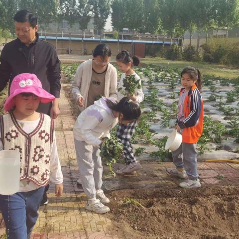 培养劳动精神 感受劳动之乐——楼德镇柴城联小“秧地瓜”劳动项目纪实