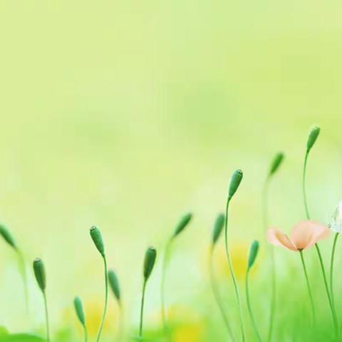 立足学生本位，焕发课程活力            ------保定东方双语学校语文教研活动剪影
