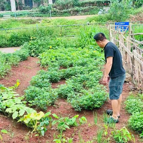 晋美社区开展2025 年第 二 季度非法种植制毒原植物踏查工作