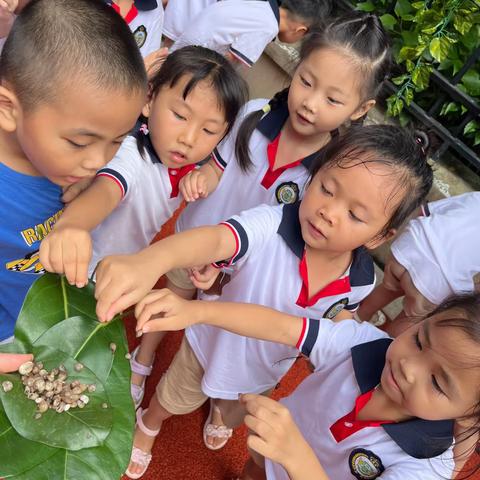 贝尔幼儿园中一班观察篇之寻找🧐小蜗牛🐌