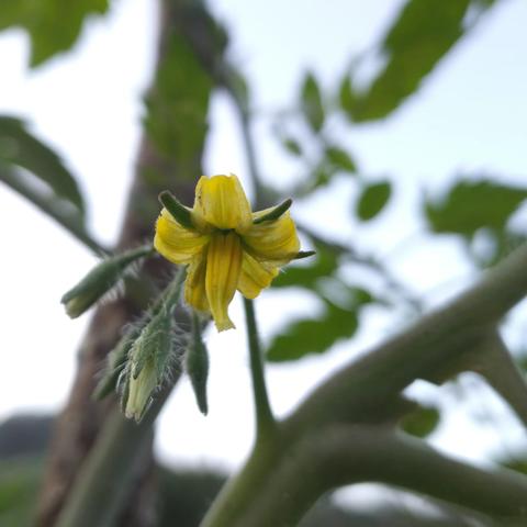 美丽的花朵与果实