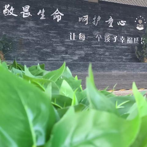 劳动实践促校园绿美——砚山县第三小学劳动实践基地初见绿美效益