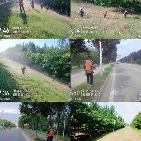 渭河鄠邑区段堤顶日常养护本周工作动态（6月10日-6月16日）