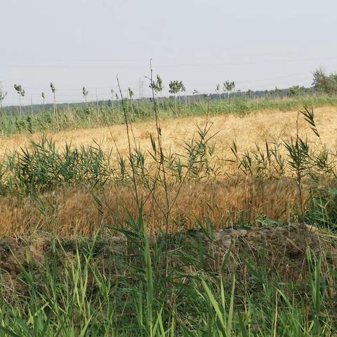 廊坊市安次区落垡镇6月17日臭氧污染防控情况