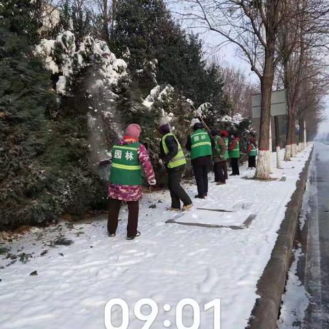 闻雪即动，除雪护绿保安全，园林在行动