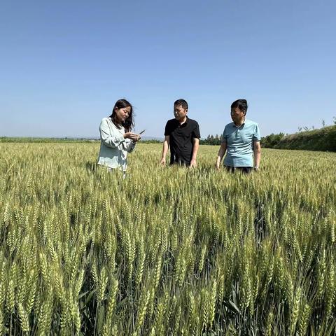 永寿县紧抓小麦后期管理不放松       奋力夺取夏粮丰产丰收