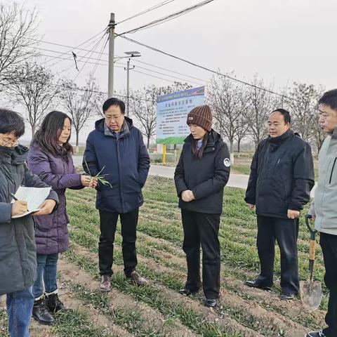 省市植保站领导来永检查小麦条锈及控旺工作