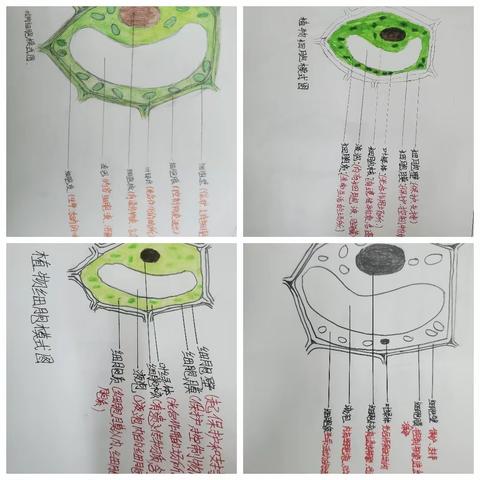 【实初李营】展特色作业，秀别样风采——济宁市实验初中李营校区生物组作业展示活动