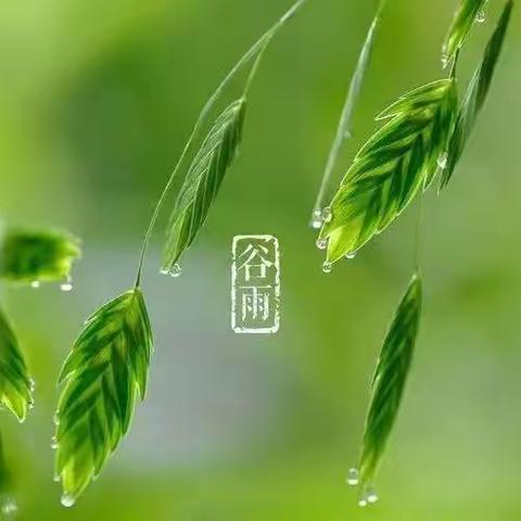 走进谷雨，探春之末-东储小学附属幼儿园谷雨节气主题活动