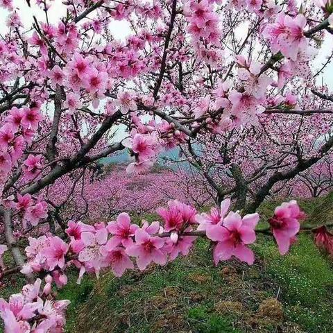 知母爱，感母恩 “英”爱母，“语”言情