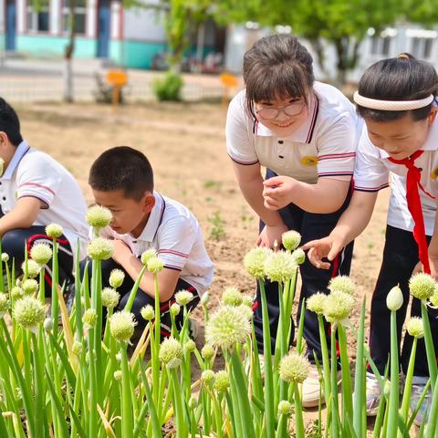 体验种植快乐 感悟科学之美——北汉乡后桐村小学开展科学系列活动