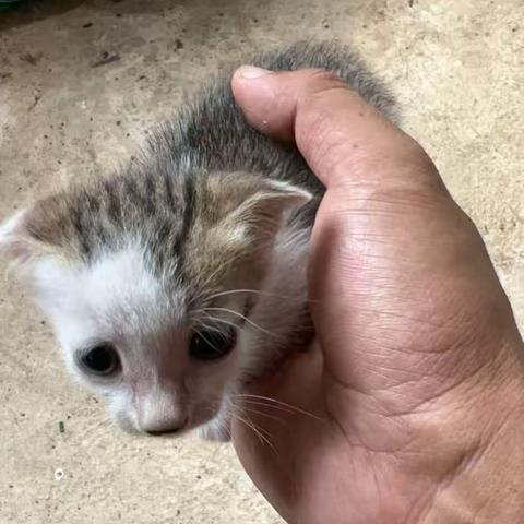 々 | 三年一弄，猫弄开了那个瞬间