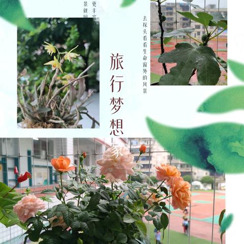 夏木成荫，莫负初心——安宁学校第16周值周总结