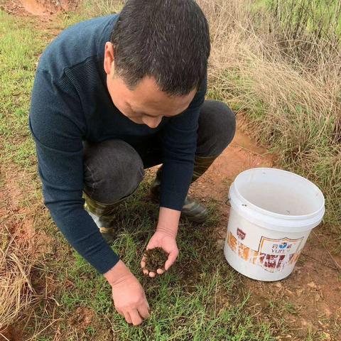 寻味乡间，捡地皮菇。