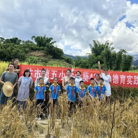 【课程育人】金秋时节践真知，稻花乡里共成长——芒市第五小学金葵42中队星星小组德育实践活动