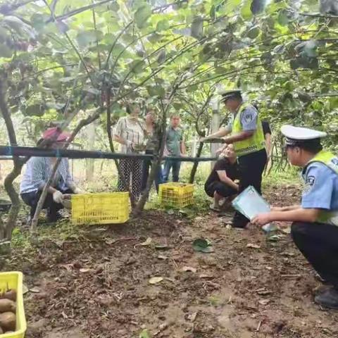 田间地头采摘忙，交通安全不能忘