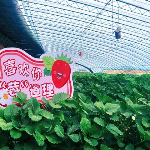 YING火之光美术•［春日画语🍃草莓园写生计划招募] ‍