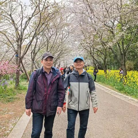 春天到了，总要出来赏一下樱花吧