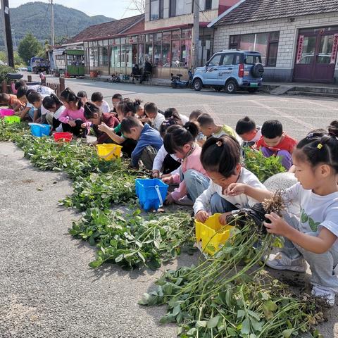 悦劳动   促成长 ——花生趣采摘 永甸镇中心幼儿园