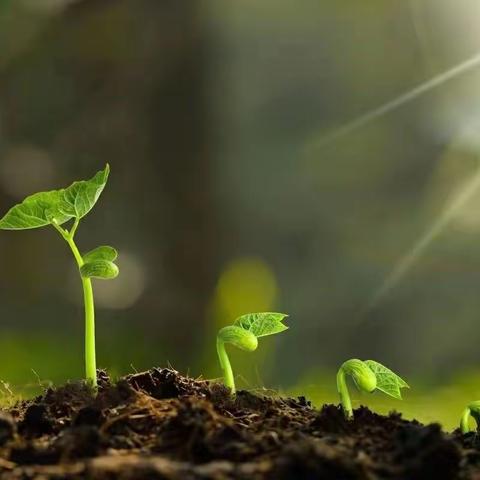 🌱一米菜地，快乐秋种🥬