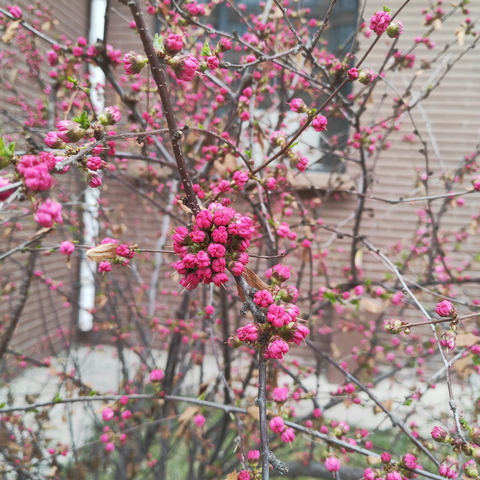 承顺物业—城上城、上上城小区《扫雪篇》