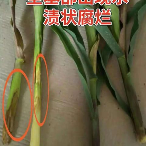 7月，玉米细菌性茎基腐病或将暴发！掌握3大关键点，早做预防！