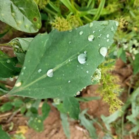 实践活动之寻清露