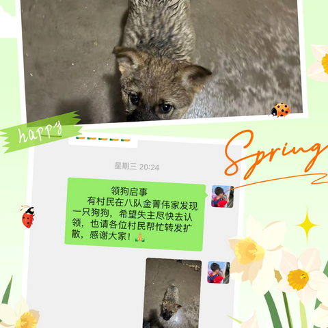 风雨中的温情：网格员助力小狗寻得主人 ‍ ‍
