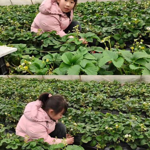 大家好，我是四年级9班的张钰淇，欢迎大家观看我的四下成长档案