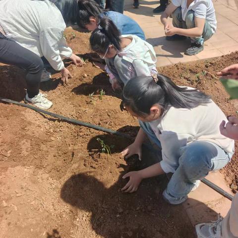 我劳动我快乐，劳动实践促成长｜火东中心小学劳动基地实践纪实
