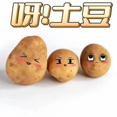 广场蒙氏幼儿园小一班班本课程《呀！土豆🥔》