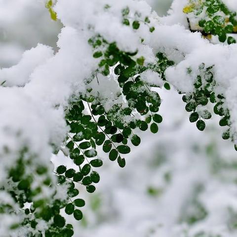 初雪喜时光