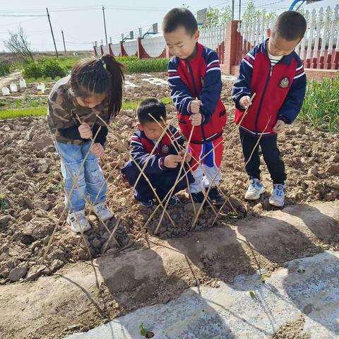 春种播希望，夏收满园鲜---永安镇第二小学劳动教育主题活动