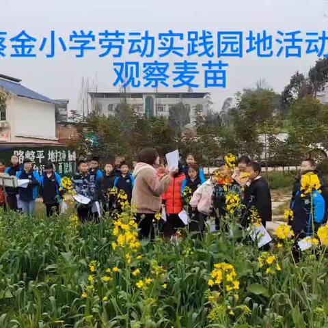 一“麦”相承，“麦”向光明 --蔡金小学春耕第一课开课啦！