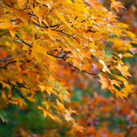 秋雨润课堂 教研促成长——博兴县小学科学教师参加第111期“齐鲁科学大讲堂”活动纪实